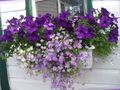 lilac Garden Flowers Swan River daisy, Brachyscome Photo, cultivation and description, characteristics and growing