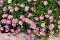 pink Garden Flowers Swan River daisy, Brachyscome Photo, cultivation and description, characteristics and growing