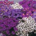 purple Garden Flowers Swan River daisy, Brachyscome Photo, cultivation and description, characteristics and growing