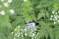 baltas Sodo Gėlės Saldus Cicely, Myrrhis odorata Nuotrauka, auginimas ir aprašymas, charakteristikos ir augantis