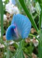 светло синьо Градински цветове Ароматен Грах, Lathyrus odoratus снимка, отглеждане и описание, характеристики и култивиране