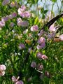 розов Градински цветове Ароматен Грах, Lathyrus odoratus снимка, отглеждане и описание, характеристики и култивиране