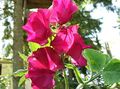 red Garden Flowers Sweet Pea, Lathyrus odoratus Photo, cultivation and description, characteristics and growing