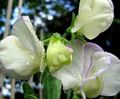 бял Градински цветове Ароматен Грах, Lathyrus odoratus снимка, отглеждане и описание, характеристики и култивиране