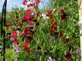 burgundy Garden Flowers Sweet Pea, Lathyrus odoratus Photo, cultivation and description, characteristics and growing