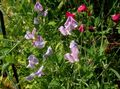 lilac Garden Flowers Sweet Pea, Lathyrus odoratus Photo, cultivation and description, characteristics and growing