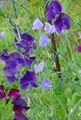 виолетов Градински цветове Ароматен Грах, Lathyrus odoratus снимка, отглеждане и описание, характеристики и култивиране