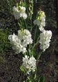 white Garden Flowers Sweet Pea, Everlasting Pea, Lathyrus latifolius Photo, cultivation and description, characteristics and growing
