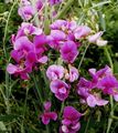 pink Garden Flowers Sweet Pea, Everlasting Pea, Lathyrus latifolius Photo, cultivation and description, characteristics and growing