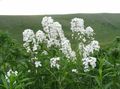 λευκό Λουλούδια κήπου Γλυκό Πυραύλων, Πυραύλων Νταμ, Hesperis φωτογραφία, καλλιέργεια και περιγραφή, χαρακτηριστικά και φυτοκομεία