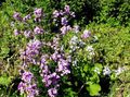 lilac Garden Flowers Sweet rocket, Dame's Rocket, Hesperis Photo, cultivation and description, characteristics and growing