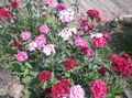 rosa Hage blomster Søt William, Dianthus barbatus Bilde, dyrking og beskrivelse, kjennetegn og voksende