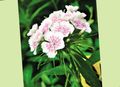 hvit Hage blomster Søt William, Dianthus barbatus Bilde, dyrking og beskrivelse, kjennetegn og voksende