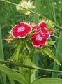 rød Hage blomster Søt William, Dianthus barbatus Bilde, dyrking og beskrivelse, kjennetegn og voksende