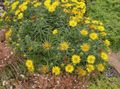 yellow Garden Flowers Swordleaf Inula, Slender-leaved Elecampagne, Elecampane, Narrow-leaved Inula, Inula ensifolia Photo, cultivation and description, characteristics and growing