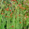 rød Kvast Blomst, Flora S Pensel, Emilia coccinea, Emilia javanica, Cacalia coccinea Foto, dyrkning og beskrivelse, egenskaber og voksende