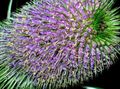 lilás Flores do Jardim Carda, Dipsacus foto, cultivo e descrição, características e crescente