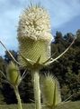 white Garden Flowers Teasel, Dipsacus Photo, cultivation and description, characteristics and growing