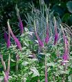 purple Garden Flowers Teucrium Photo, cultivation and description, characteristics and growing