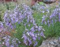 lilac Garden Flowers Teucrium Photo, cultivation and description, characteristics and growing
