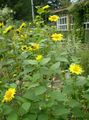 yellow Thin-leaved Sunflower, Helianthus decapetalus Photo, cultivation and description, characteristics and growing
