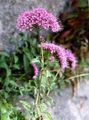 pink Garden Flowers Throatwort, Trachelium Photo, cultivation and description, characteristics and growing