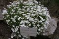 white Garden Flowers Thymeleaf Sandwort, Irish Moss, Sandwort, Arenaria Photo, cultivation and description, characteristics and growing