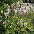 bianco Tiarella, Fiore Schiuma foto, la lavorazione e descrizione, caratteristiche e la coltivazione