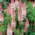 pink Tiarella, Foam flower Photo, cultivation and description, characteristics and growing