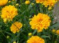 žltá Záhradné kvety Tickseed, Coreopsis fotografie, pestovanie a popis, vlastnosti a pestovanie