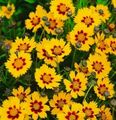 orange Garden Flowers Tickseed, Coreopsis Photo, cultivation and description, characteristics and growing