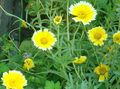 yellow Garden Flowers Tidy tips, Layia Photo, cultivation and description, characteristics and growing