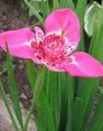 pink Tiger Flower, Mexican Shell Flower, Tigridia pavonia Photo, cultivation and description, characteristics and growing