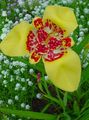 yellow Tiger Flower, Mexican Shell Flower, Tigridia pavonia Photo, cultivation and description, characteristics and growing