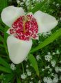 white Tiger Flower, Mexican Shell Flower, Tigridia pavonia Photo, cultivation and description, characteristics and growing