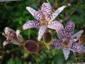 lilac garður blóm Karta Lily, Tricyrtis mynd, ræktun og lýsing, einkenni og vaxandi