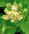 žltá Záhradné kvety Ropucha Ľalia, Tricyrtis fotografie, pestovanie a popis, vlastnosti a pestovanie