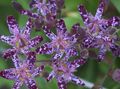 fialový Záhradné kvety Ropucha Ľalia, Tricyrtis fotografie, pestovanie a popis, vlastnosti a pestovanie