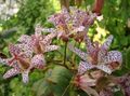 red Garden Flowers Toad Lily, Tricyrtis Photo, cultivation and description, characteristics and growing