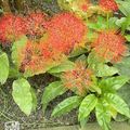 red Garden Flowers Torch Lily, Blood Lily, Paintbrush Lily, Football Lily, Powderpuff Lily, Fireball Lily, Scadoxus Photo, cultivation and description, characteristics and growing