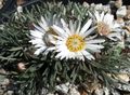 white Garden Flowers Townsendia, Easter Daisy Photo, cultivation and description, characteristics and growing