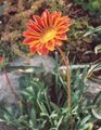 orange Treasure Flower, Gazania Photo, cultivation and description, characteristics and growing