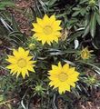 yellow Treasure Flower, Gazania Photo, cultivation and description, characteristics and growing