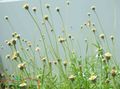 white Garden Flowers Tridax Photo, cultivation and description, characteristics and growing