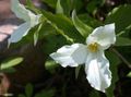 white Trillium, Wakerobin, Tri Flower, Birthroot Photo, cultivation and description, characteristics and growing