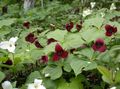 burgundy Trillium, Wakerobin, Tri Flower, Birthroot Photo, cultivation and description, characteristics and growing