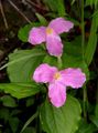 roosa Trillium, Kolmiklill, Tri Lill, Birthroot Foto, kultiveerimine ja kirjeldus, omadused ja kasvav