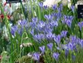 light blue Garden Flowers Triteleia, Grass Nut, Ithuriel's Spear, Wally Basket Photo, cultivation and description, characteristics and growing