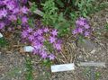 lilac Garden Flowers Triteleia, Grass Nut, Ithuriel's Spear, Wally Basket Photo, cultivation and description, characteristics and growing