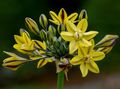 yellow Garden Flowers Triteleia, Grass Nut, Ithuriel's Spear, Wally Basket Photo, cultivation and description, characteristics and growing